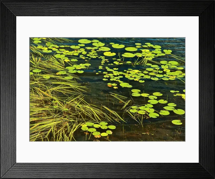 Framed Print : Aquatic vegetation on Isabel Lake (Lily pads and Sparganium) Kenora, Ontario, Canada Framed Print : Aquatic vegetation on Isabel Lake (Lily pads and Sparganium) Kenora, Ontario, Canada