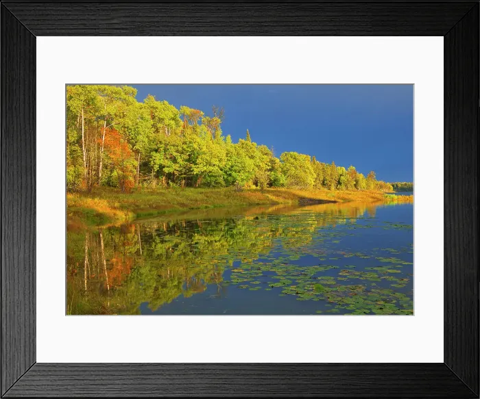Framed Print : Autumn colors on Middle Lake Kenora District, Ontario, Canada Framed Print : Autumn colors on Middle Lake Kenora District, Ontario, Canada