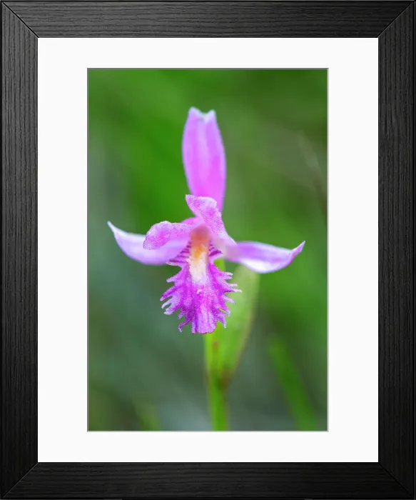 Framed Print : Dragon's Mouth Orchid (Arethusa bulbosa) Bruce Peninsula National Park, Ontario, Canada Framed Print : Dragon's Mouth Orchid (Arethusa bulbosa) Bruce Peninsula National Park, Ontario, Canada