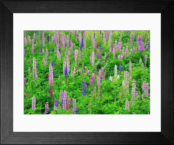 Framed Print : Lupines (Lupinus sp.) blossoms Thunder Bay, Ontario, Canada Framed Print : Lupines (Lupinus sp.) blossoms Thunder Bay, Ontario, Canada