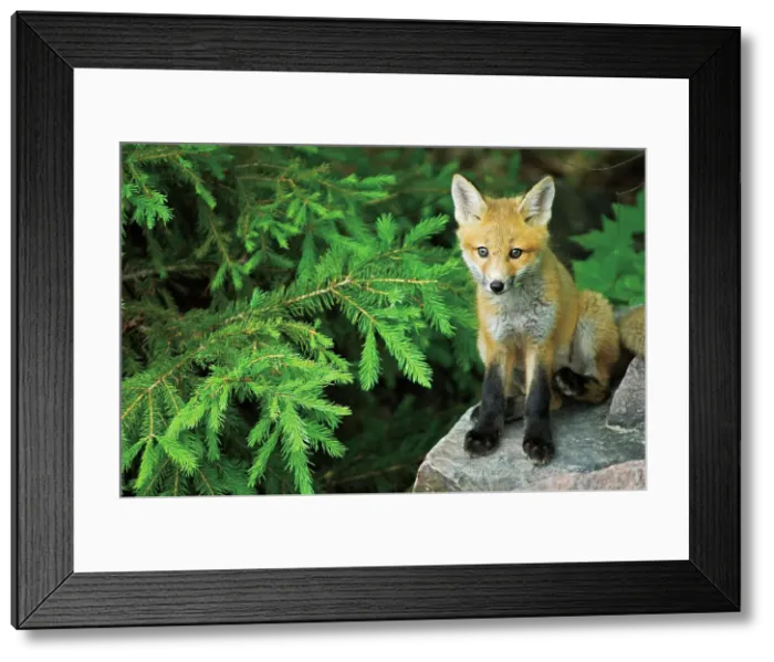 Framed Print : Red fox (Vulpes vulpes) pup near den Killarney Provincial Park, Ontario, Canada