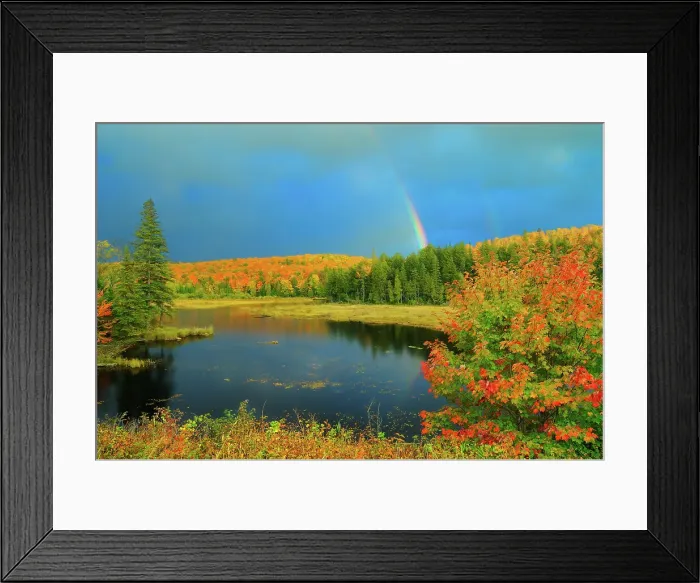 Framed Print : Rainbow over wetland in autumn near Oxtongue Lake, Ontario, Canada Framed Print : Rainbow over wetland in autumn near Oxtongue Lake, Ontario, Canada