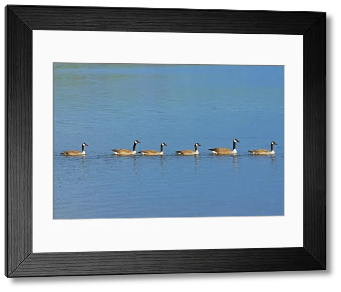 Framed Print : Canada geese (Branta canadensis) on the English River Ear Falls, Ontario, Canada Framed Print : Canada geese (Branta canadensis) on the English River Ear Falls, Ontario, Canada