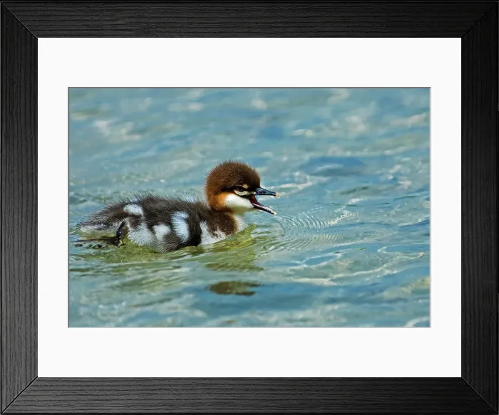 Framed Print : Common merganser (Mergus merganser) chick on Lake Mindemoya near West Bay on Manitoulin Island, Ontario, Canada Framed Print : Common merganser (Mergus merganser) chick on Lake Mindemoya near West Bay on Manitoulin Island, Ontario, Canada