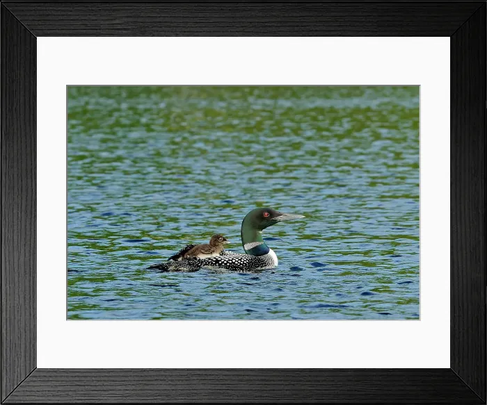 Framed Print : Common loon (Gavia immer) with chick on Cassels Lake Temagami, Ontario, Canada Framed Print : Common loon (Gavia immer) with chick on Cassels Lake Temagami, Ontario, Canada