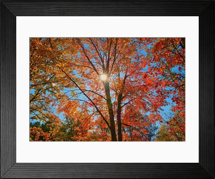 Framed Print : Autumn foliage Chutes Provincial Park, Ontario, Canada Framed Print : Autumn foliage Chutes Provincial Park, Ontario, Canada