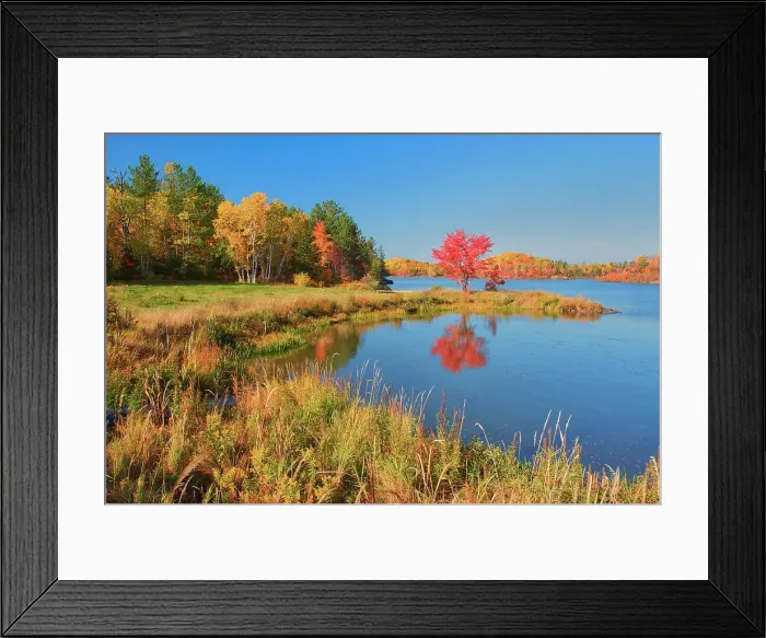 Framed Print : Red maple in autumn at St.Poithier Lake Worthington, Ontario, Canada Framed Print : Red maple in autumn at St.Poithier Lake Worthington, Ontario, Canada