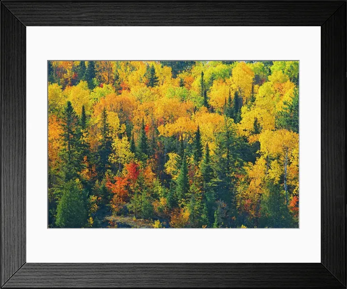 Framed Print : Mixedwood forest in autumn Worthington, Ontario, Canada Framed Print : Mixedwood forest in autumn Worthington, Ontario, Canada