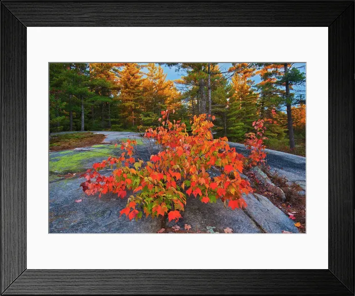 Framed Print : Red maple tree (Acer rubrum) at Grundy Lake Grundy Lake Provincial Park, Ontario, Canada Framed Print : Red maple tree (Acer rubrum) at Grundy Lake Grundy Lake Provincial Park, Ontario, Canada