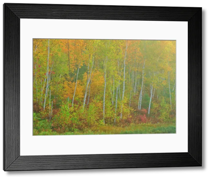 Framed Print : Deciduous trees in autumn. Lake Laurentian Conservation Area. Sudbury, Ontario, Canada Framed Print : Deciduous trees in autumn. Lake Laurentian Conservation Area. Sudbury, Ontario, Canada
