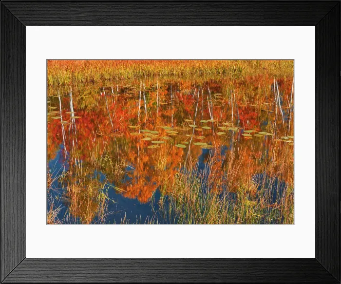 Framed Print : Autumn on pond adjacent Lake Laurentian. Lake Laurentian Conservation Area. Sudbury, Ontario, Canada Framed Print : Autumn on pond adjacent Lake Laurentian. Lake Laurentian Conservation Area. Sudbury, Ontario, Canada
