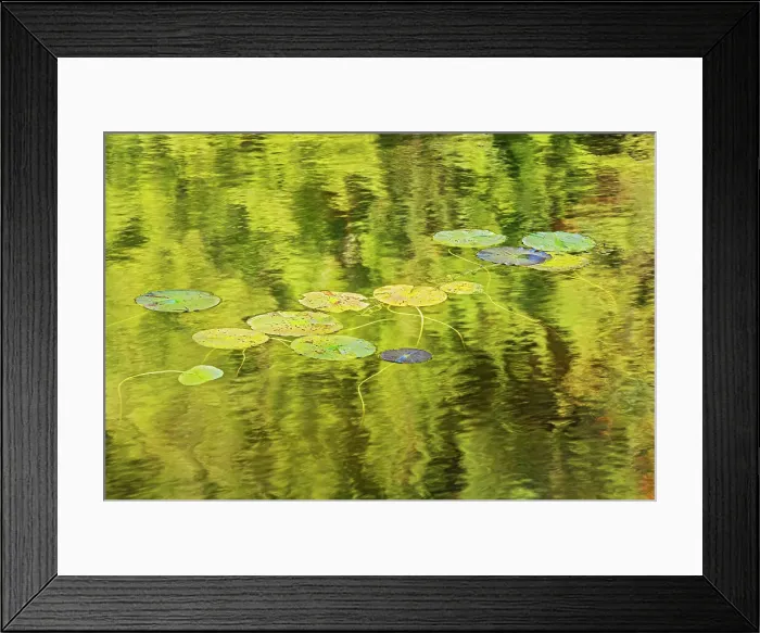 Framed Print : Lily pads in Blinfold Lake Near Kenora, Ontario, Canada Framed Print : Lily pads in Blinfold Lake Near Kenora, Ontario, Canada