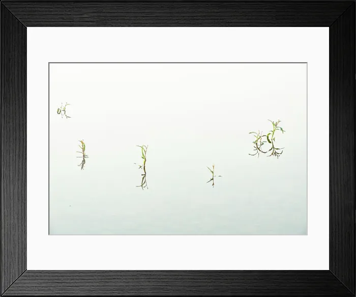 Framed Print : Aquatic plants reflected in water Ear Falls, Ontario, Canada Framed Print : Aquatic plants reflected in water Ear Falls, Ontario, Canada