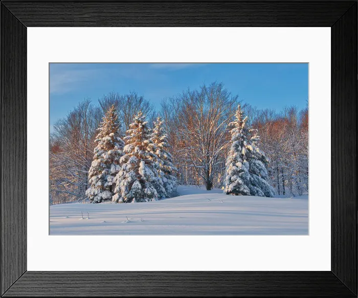 Framed Print : Coniferous (evergreen) trees on Brackenridge Road covered in snow. Bracebridge, Ontario, Canada Framed Print : Coniferous (evergreen) trees on Brackenridge Road covered in snow. Bracebridge, Ontario, Canada