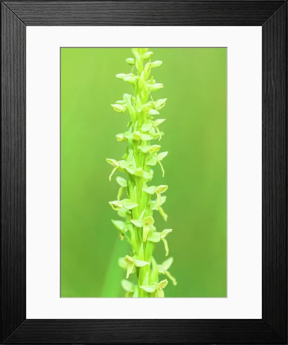 Framed Print : Northern green bog orchid (Platanthera huronensis) Banff National Park Alberta Canada Framed Print : Northern green bog orchid (Platanthera huronensis) Banff National Park Alberta Canada
