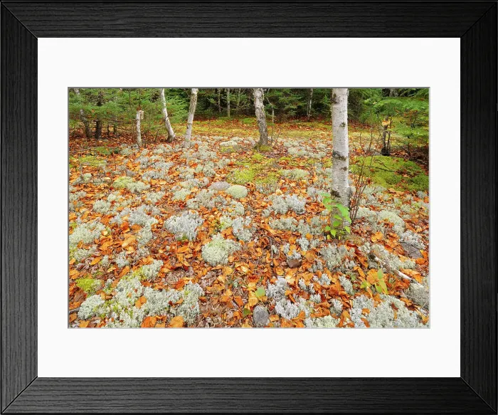 Framed Print : Lichens and fallen leaves on forest floor Ear Falls, Ontario, Canada Framed Print : Lichens and fallen leaves on forest floor Ear Falls, Ontario, Canada
