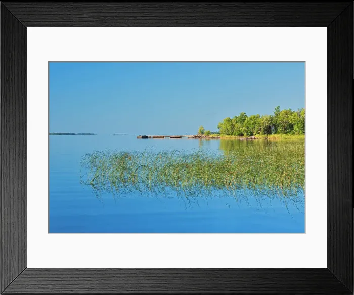 Framed Print : Reeds on Lake of the Woods North of Rainny River, Ontario, Canada Framed Print : Reeds on Lake of the Woods North of Rainny River, Ontario, Canada