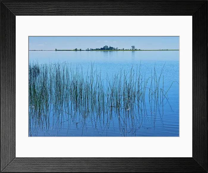 Framed Print : Reeds on Lake of the Woods North of Rainny River, Ontario, Canada Framed Print : Reeds on Lake of the Woods North of Rainny River, Ontario, Canada