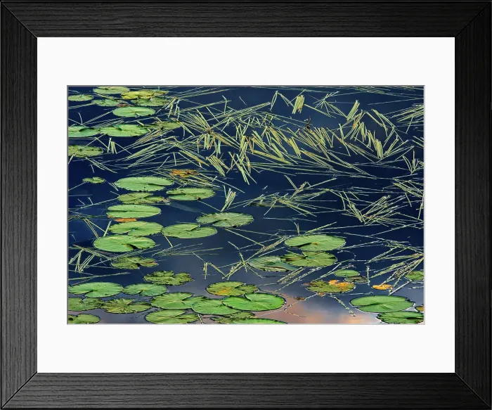 Framed Print : Aquatic vegetation (Sparganium and lily pads) in Wetland in morning light Kenora, Ontario, Canada Framed Print : Aquatic vegetation (Sparganium and lily pads) in Wetland in morning light Kenora, Ontario, Canada