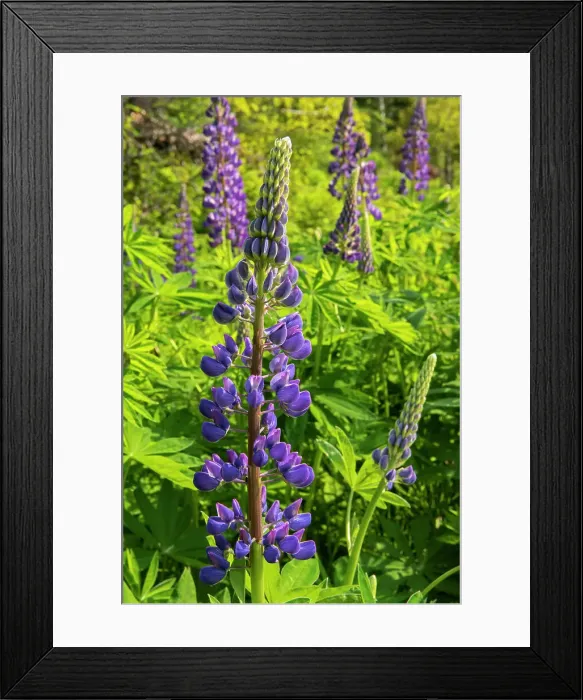 Framed Print : Lupines growing on Kendall Inlet Road Kenora, Ontario, Canada Framed Print : Lupines growing on Kendall Inlet Road Kenora, Ontario, Canada