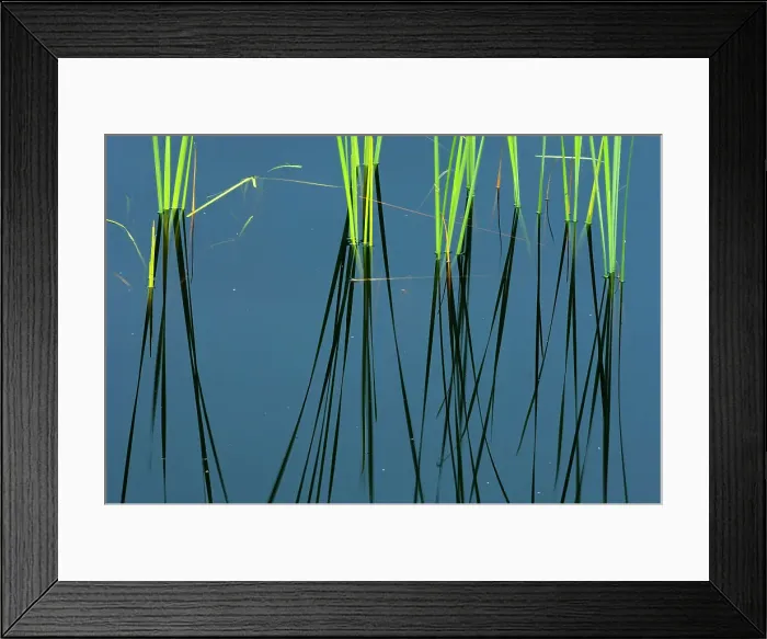 Framed Print : Reeds and reflection in wetland Near Sioux Lookout, Ontario, Canada Framed Print : Reeds and reflection in wetland Near Sioux Lookout, Ontario, Canada