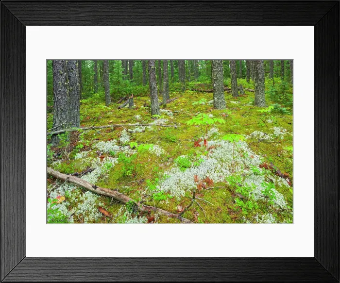 Framed Print : Forest floor of the boreal forest Upsala, Ontario, Canada Framed Print : Forest floor of the boreal forest Upsala, Ontario, Canada