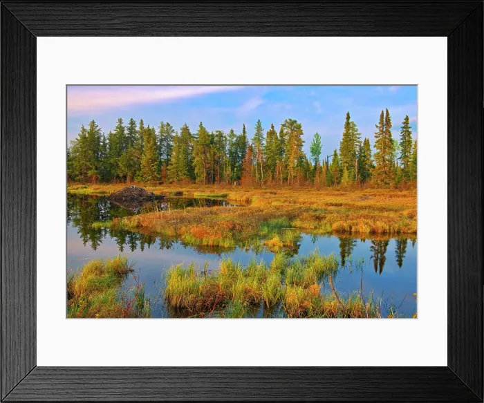 Framed Print : Wetland in autumn and beaver lodge. Pakwash Provincial Park, Ontario, Canada Pakwash Provincial Park, Ontario, Canada Framed Print : Wetland in autumn and beaver lodge. Pakwash Provincial Park, Ontario, Canada Pakwash Provincial Park, Ontario, Canada