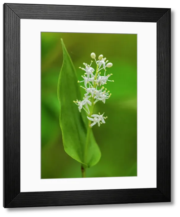 Framed Print : Wild Lily-of-the-valley (Maianthemum canadense) at Bunny Lake Sioux Narrows, Ontario, Canada Framed Print : Wild Lily-of-the-valley (Maianthemum canadense) at Bunny Lake Sioux Narrows, Ontario, Canada