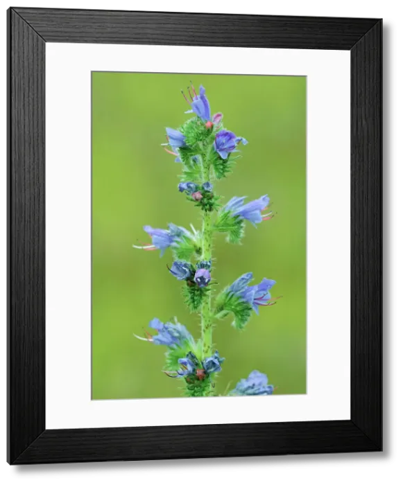 Framed Print : Viper's Bugloss (Echium vulgare) flower Temagami, Ontario, Canada Framed Print : Viper's Bugloss (Echium vulgare) flower Temagami, Ontario, Canada