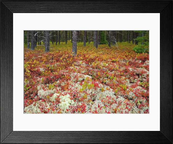 Framed Print : Forest cover in jack pine stand made up of lichens and blueberry in autumn color near Gogama, Ontario, Canada Framed Print : Forest cover in jack pine stand made up of lichens and blueberry in autumn color near Gogama, Ontario, Canada
