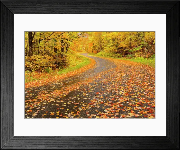 Framed Print : Country road draped in autumn leaves Goulais River, Ontario, Canada Framed Print : Country road draped in autumn leaves Goulais River, Ontario, Canada