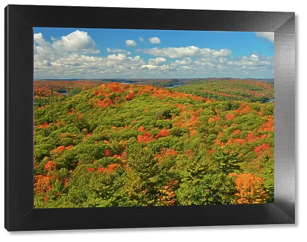 Biew of mixedwood forest in autumn colors as seen from the top of the Dorset fire tower Dorset, Ontario, Canada