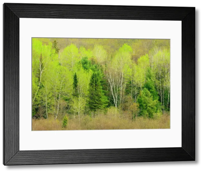 Framed Print : Hardwood forest in spring foliage Rosseau, Ontario, Canada Framed Print : Hardwood forest in spring foliage Rosseau, Ontario, Canada