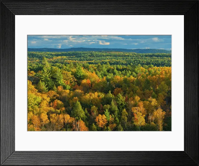 Framed Print : Autumn in the White pine, hemlock northern hardwoods forest Near Willisville, Ontario, Canada Framed Print : Autumn in the White pine, hemlock northern hardwoods forest Near Willisville, Ontario, Canada