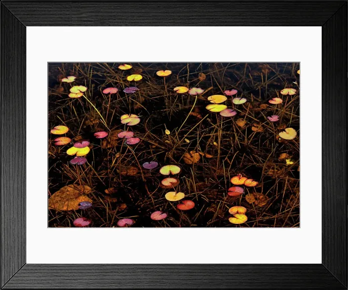 Framed Print : Pattern of water lilies Port Carling, Ontario, Canada Framed Print : Pattern of water lilies Port Carling, Ontario, Canada