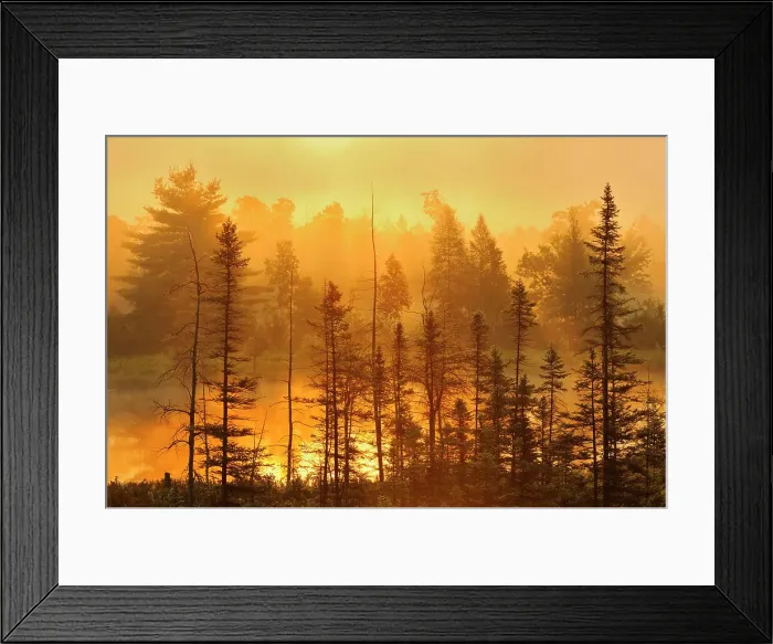 Framed Print : Forest and wetland at sunrise Torrance Barrens Dark Sky Reserve, Ontario, Canada Framed Print : Forest and wetland at sunrise Torrance Barrens Dark Sky Reserve, Ontario, Canada