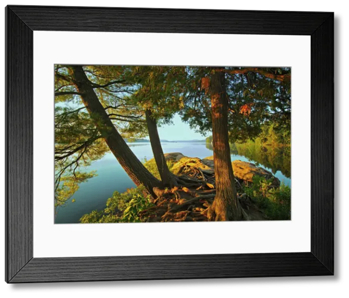 Framed Print : Pine trees in morning light on Smoke Lake Algonquin Provincial Park, Ontario, Canada