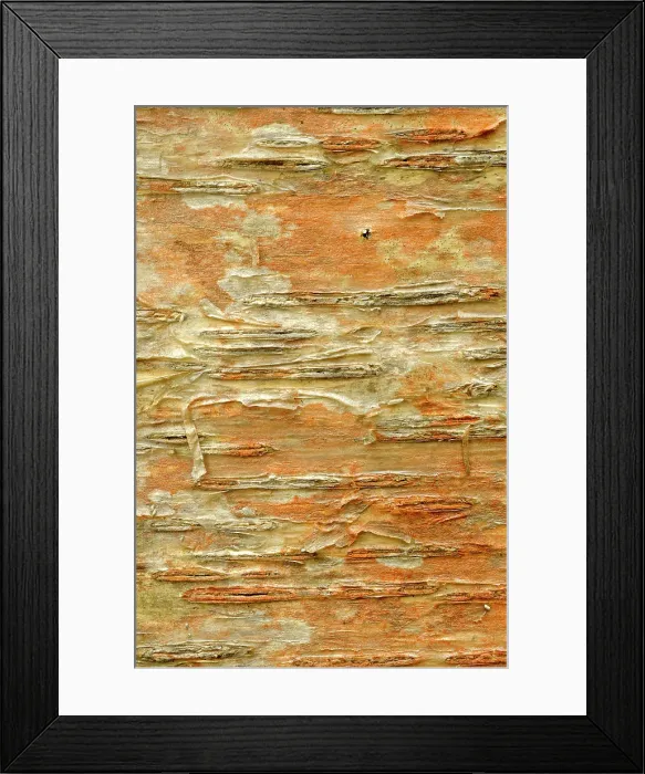 Framed Print : Bark detail of white (paper) birch (Betula papyrifera). Dorset, Ontario, Canada Framed Print : Bark detail of white (paper) birch (Betula papyrifera). Dorset, Ontario, Canada