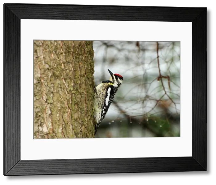 Framed Print : Female yellow-bellied sapsucker Lake of Bays near Dorset, Ontario, Canada Framed Print : Female yellow-bellied sapsucker Lake of Bays near Dorset, Ontario, Canada