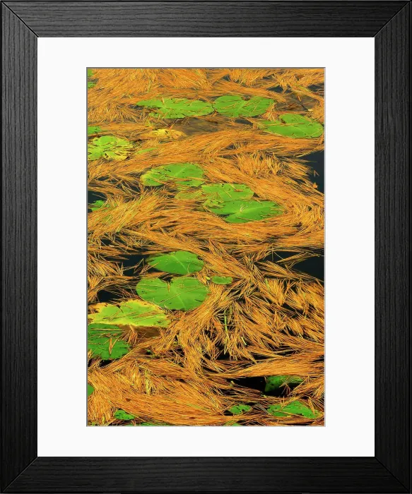 Framed Print : White pine needles and water lilies Hardy Lake Provincial Park, Ontario, Canada Framed Print : White pine needles and water lilies Hardy Lake Provincial Park, Ontario, Canada