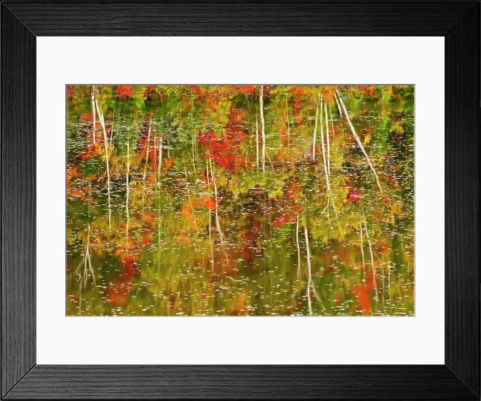 Framed Print : autumn colored trees reflected in waters of pond Haydn, Ontario, Canada Framed Print : autumn colored trees reflected in waters of pond Haydn, Ontario, Canada