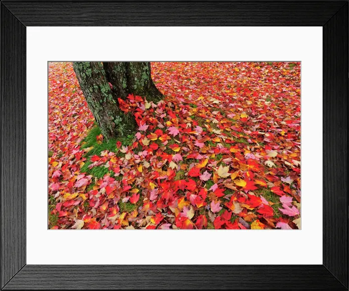 Framed Print : autumn leaves at base of maple tree Baysville, Ontario, Canada Framed Print : autumn leaves at base of maple tree Baysville, Ontario, Canada