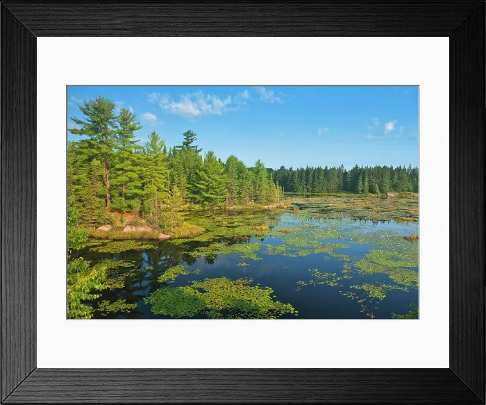 Framed Print : White water lilies (Nymphea odorata) in wetland Killarney District, Ontario, Canada Framed Print : White water lilies (Nymphea odorata) in wetland Killarney District, Ontario, Canada