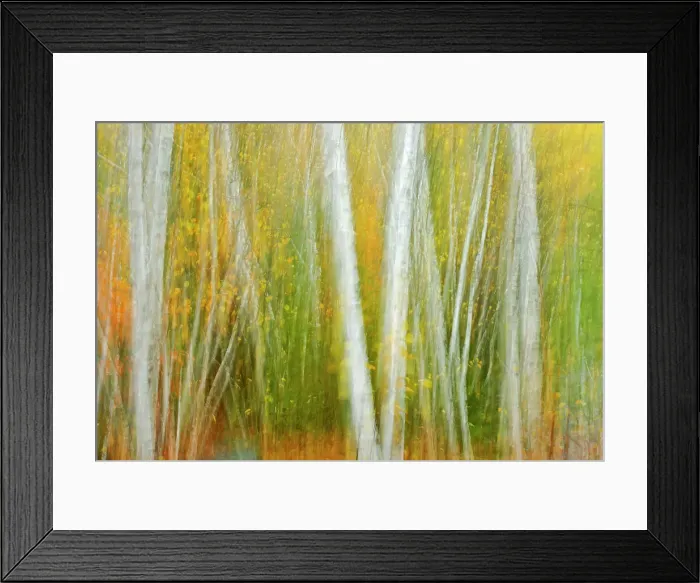 Framed Print : Autumn trees abstracted (double exposure and ICM - intentional camera movement). Onaping, Ontario, Canada Framed Print : Autumn trees abstracted (double exposure and ICM - intentional camera movement). Onaping, Ontario, Canada