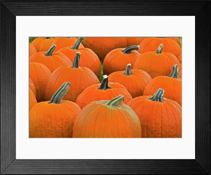 Framed Print : pumpkins near Collingwood, Ontario, Canada Framed Print : pumpkins near Collingwood, Ontario, Canada