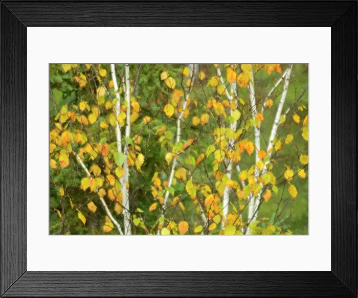 Framed Print : Autumn trees abstracted (double exposure and ICM - intentional camera movement). Onaping, Ontario, Canada Framed Print : Autumn trees abstracted (double exposure and ICM - intentional camera movement). Onaping, Ontario, Canada
