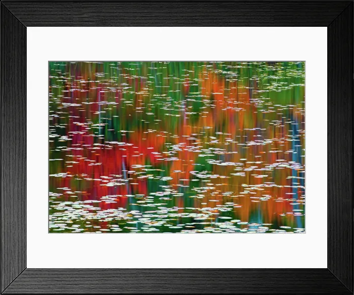 Framed Print : Autumn leaves reflected in a pond at Red Rock Point Killarney Provincial Park, Ontario, Canada