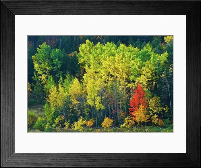 Framed Print : yellowing aspens stand watch over red maple Manitoulin Island, Ontario, Canada Framed Print : yellowing aspens stand watch over red maple Manitoulin Island, Ontario, Canada
