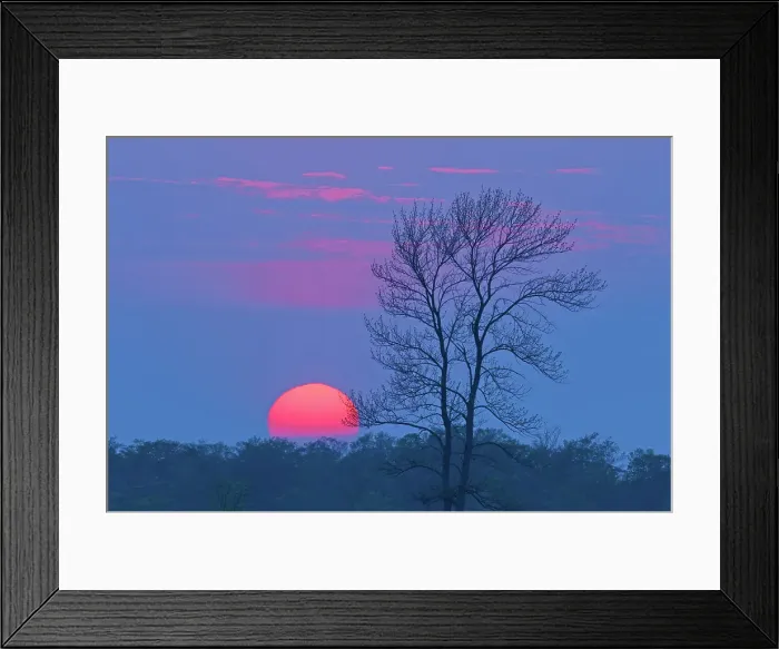 Framed Print : setting sun and tree near Ferndale Bruce Peninsula, Ontario, Canada Framed Print : setting sun and tree near Ferndale Bruce Peninsula, Ontario, Canada