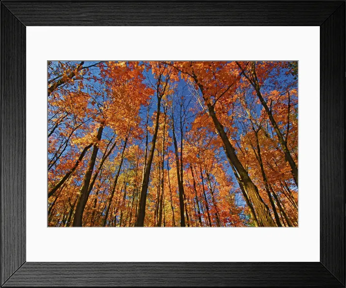 Framed Print : Autumn colours along the road to Killbear Provincial Park Killbear Provincial Park, Ontario, Canada Framed Print : Autumn colours along the road to Killbear Provincial Park Killbear Provincial Park, Ontario, Canada
